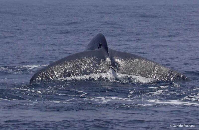 Whale Watching in Mirissa Sri lanka - Good To Know