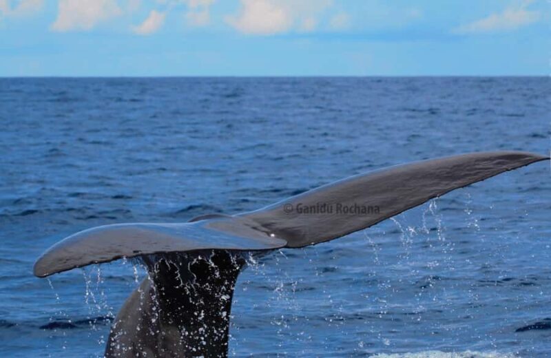 Whale Watching in Mirissa Sri lanka - Why This Tour Offers Good Value
