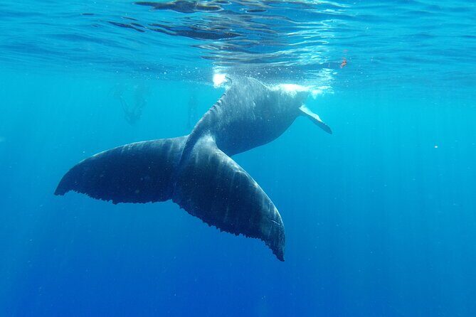 Whale watching in Moorea - Authentic Experiences from Reviewers