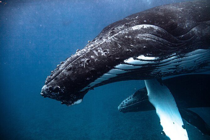 Whale watching in Moorea - FAQ