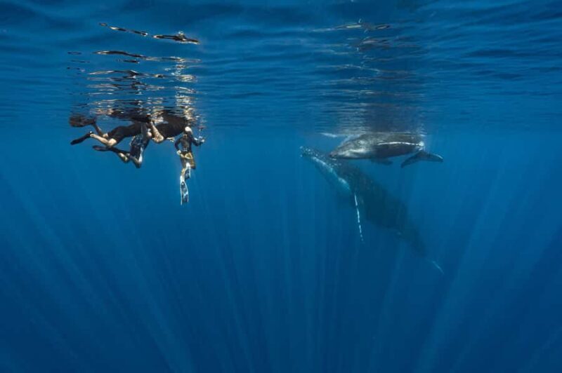 Whale Watching in Moorea  Half-Day Private Tour - An Honest Look at the Experience