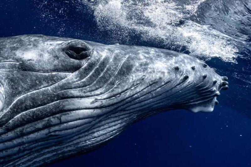 Whale Watching in Moorea  Half-Day Private Tour - Final Thoughts