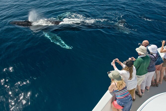 Whale Watching in Puerto Vallarta! - Location and Duration
