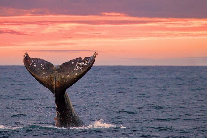 Whale Watching in Puerto Vallarta! - Cancellation Policy