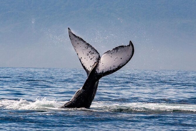 Whale Watching in Puerto Vallarta! - Reviews and Ratings