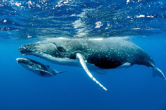Whale Watching in Puerto Vallarta! - Questions and Pricing