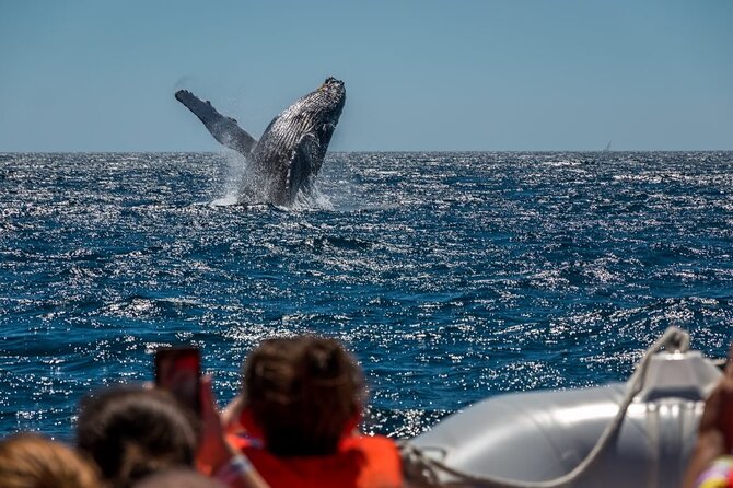 Whale Watching in Puerto Vallarta! - Common Questions