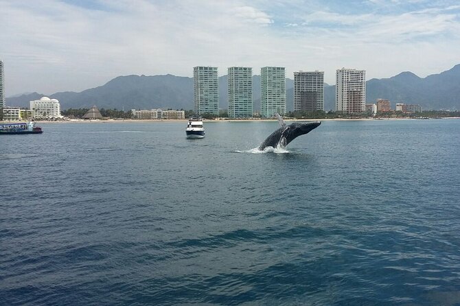 Whale Watching in Puerto Vallarta! - The Sum Up