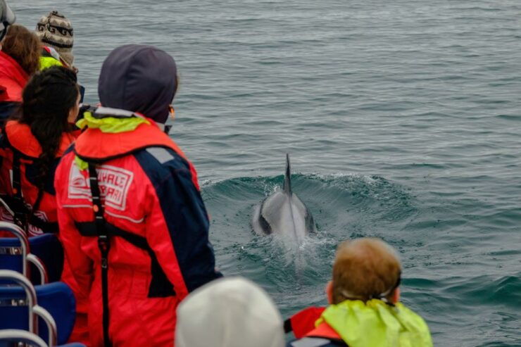 Whale Watching in Reykjavik by Speedboat - Activity Details