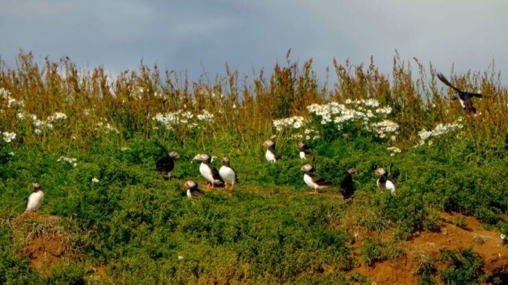 Whale Watching in Reykjavik by Speedboat - Experience Highlights