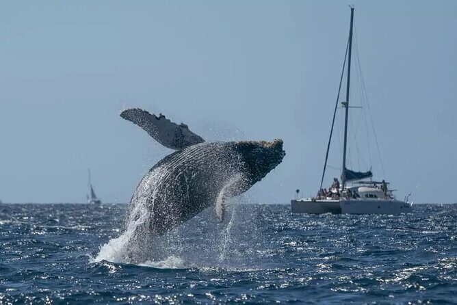 Whale Watching in Samaná Bay + Bacardi Island Beach- Full DayTrip - Good To Know