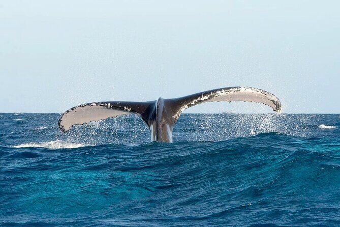 Whale Watching in Samaná Bay + Bacardi Island Beach- Full DayTrip - Who Should Consider This Tour?