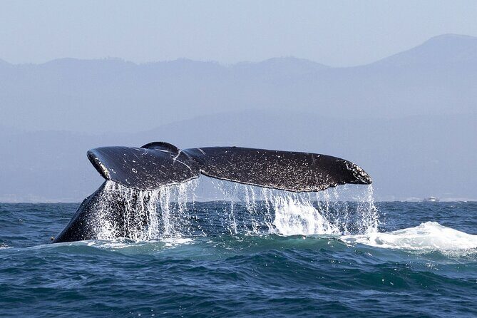 Whale Watching in Samana with Boat Tour - Good To Know