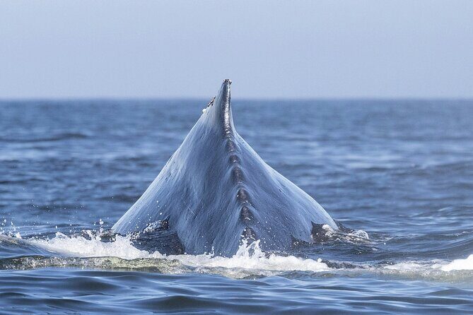 Whale Watching in Samana with Boat Tour - Exploring the Samana Whale Watching & Cayo Levantado Tour