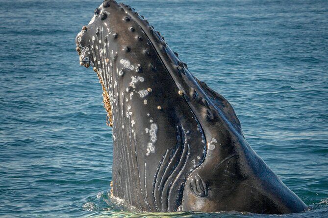 Whale Watching in Samana with Boat Tour - Why This Tour Is a Great Choice