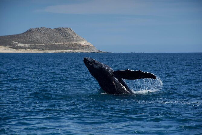 Whale Watching in San Jose del Cabo - Good To Know