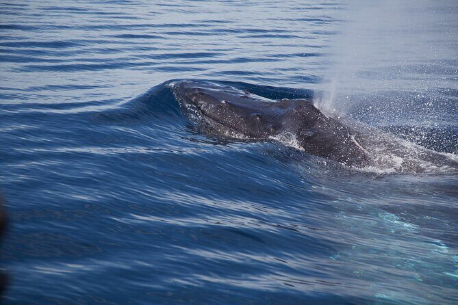 Whale Watching in San Jose del Cabo - What to Expect from the Whale Watching Tour