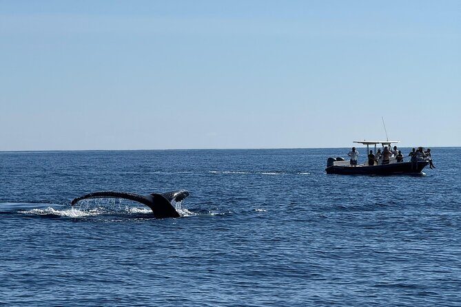 Whale Watching in San Jose del Cabo - Why This Tour Offers Great Value