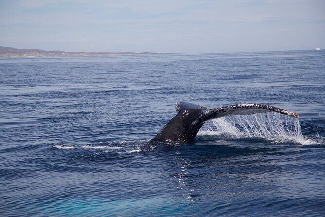 Whale Watching in San Jose del Cabo - Final Words