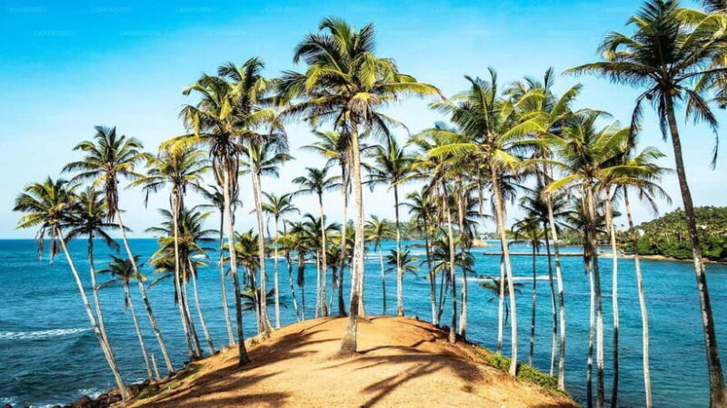 Whale Watching in Sri Lanka A Majestic Ocean Adventure - Authentic Insights from Travelers