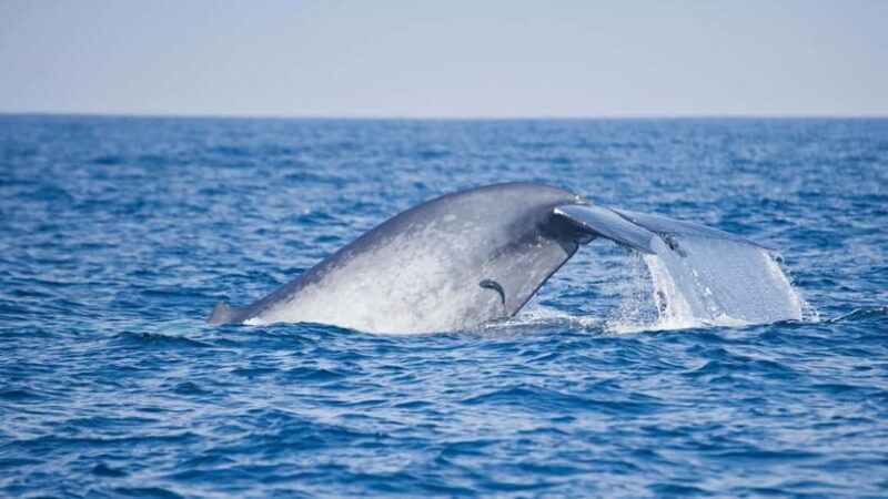 Whale Watching in Sri Lanka A Majestic Ocean Adventure - Who Would Enjoy This Tour?