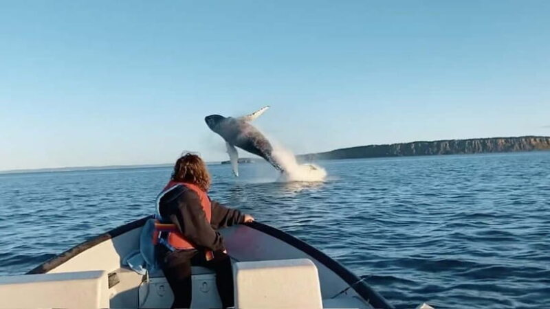 Whale Watching in Sri Lanka  A Majestic Ocean Adventure - Introduction: Why This Tour Stands Out