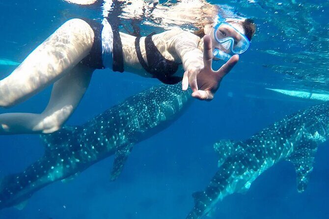 Whale Watching in Sumilon Island with Ocean View Resort and Lunch - Who Will Love This Tour?