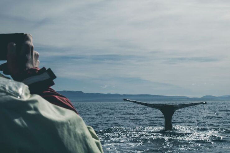 Whale Watching in Trincomalee - Activity Details
