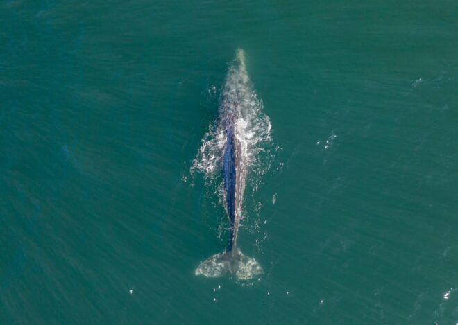 Whale Watching in Trincomalee - Whale Species to Look Out For