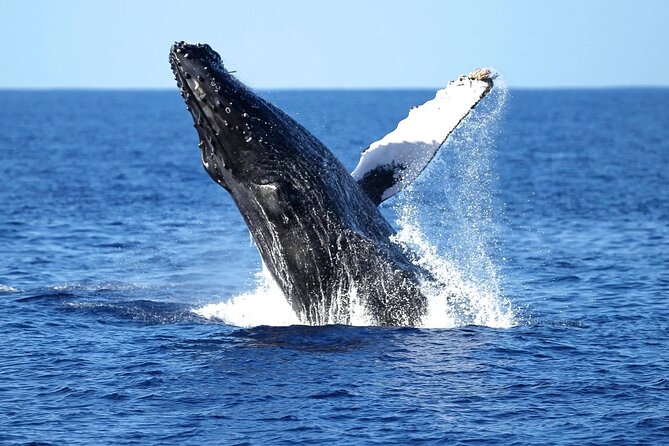 Whale Watching in Waikiki - Whale Species You May Encounter