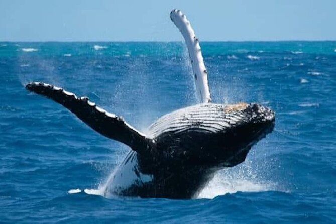 Whale Watching Kelly - Whale Watching Tour Details