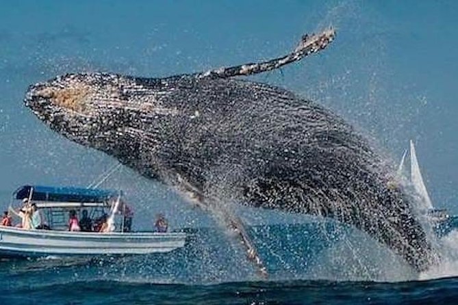 Whale Watching Kelly - Inclusions on the Tour