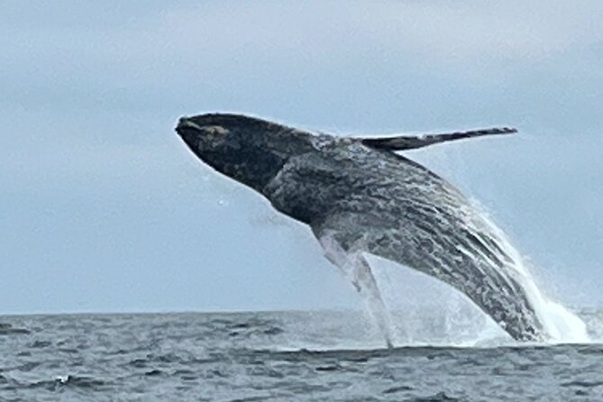 Whale Watching Kelly - Meeting and Pickup Information