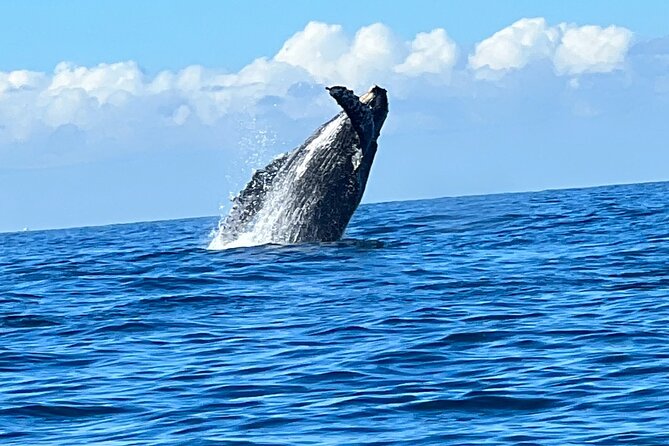 Whale Watching Kelly - Traveler Photos and Reviews