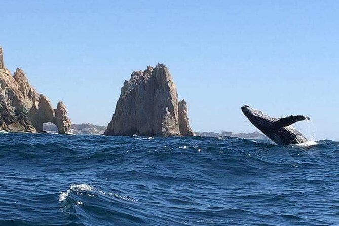 Whale Watching Kelly - Final Thoughts and Recommendations