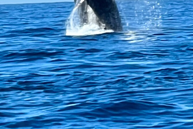 Whale Watching Kelly - Common Questions