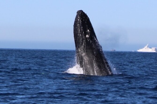 Whale Watching Kelly - The Sum Up