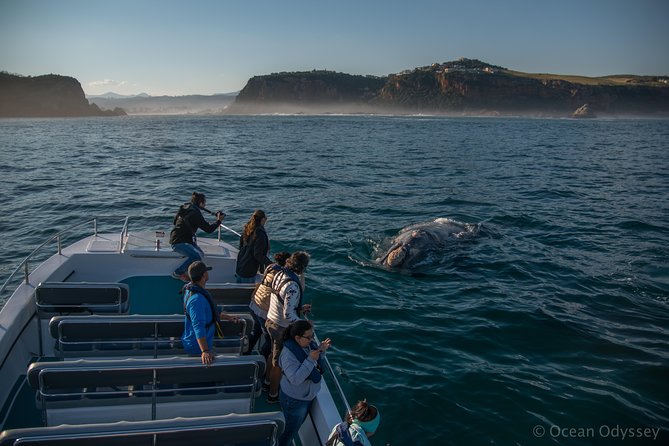Whale Watching Knysna - Close Encounter Experience Ocean Odyssey - Tour Information and Requirements