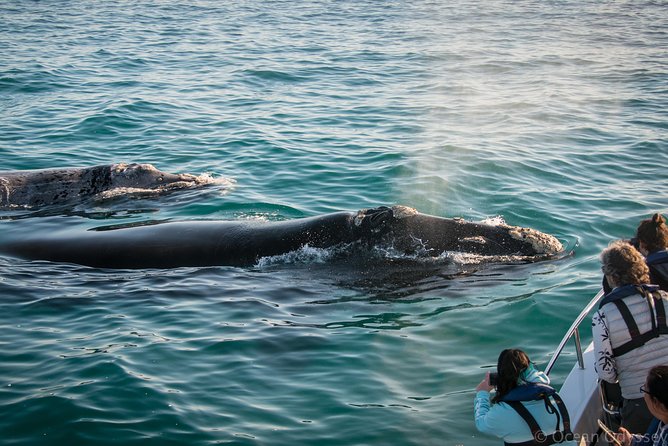 Whale Watching Knysna - Close Encounter Experience Ocean Odyssey - Additional Information and Policies