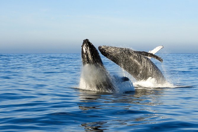 Whale Watching Knysna - Close Encounter Experience Ocean Odyssey - Directions