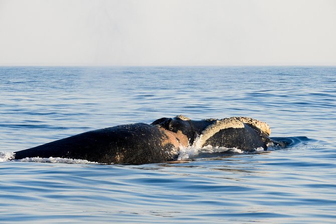 Whale Watching Knysna - Close Encounter Experience Ocean Odyssey - The Sum Up