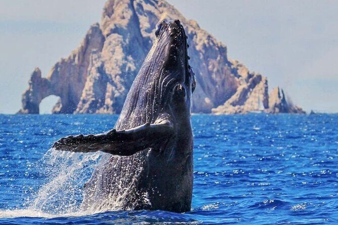 Whale Watching, Kraken Chase and Cabo Arch - Good To Know