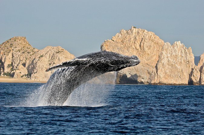 Whale Watching, Kraken Chase and Cabo Arch - Who Should Book This Tour?