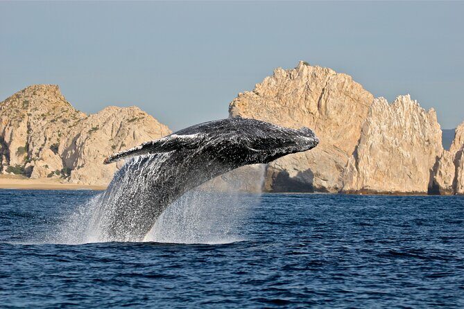 Whale Watching, Kraken Chase and Cabo Arch - FAQs