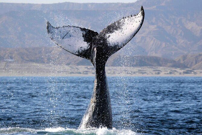 Whale Watching, Kraken Chase and Cabo Arch - Final Thoughts