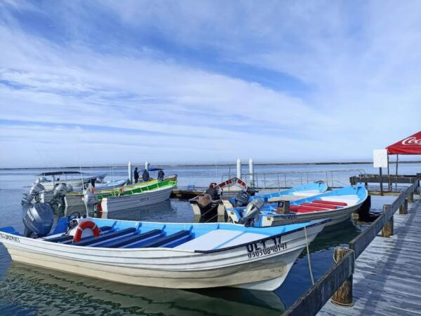 WHALE WATCHING LA VENTANA PRIVATE TOUR - Additional Details