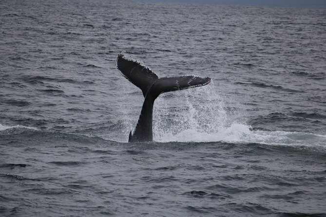 Whale Watching & Lava Tunnel With Transfer From Reykjavik - Additional Information