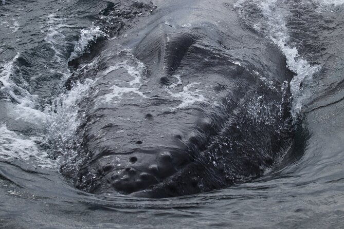 Whale Watching & Lava Tunnel With Transfer From Reykjavik - Pricing and Terms