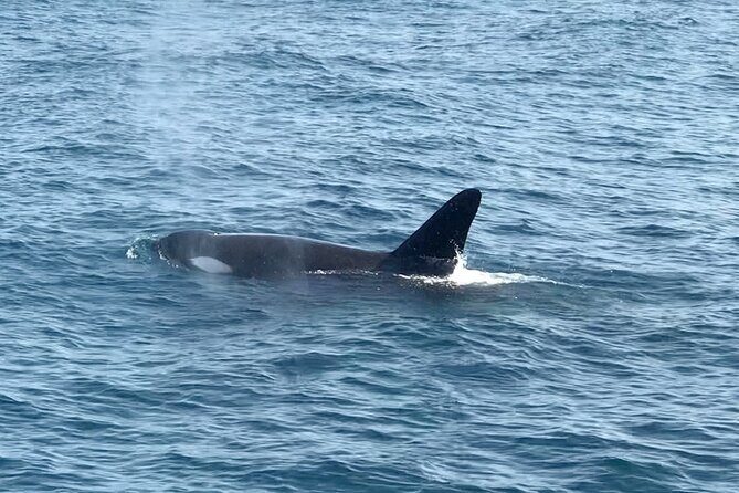 Whale Watching Mirissa in Sri Lanka with Pickup and Breakfast - An Authentic Look at the Whale Watching Experience