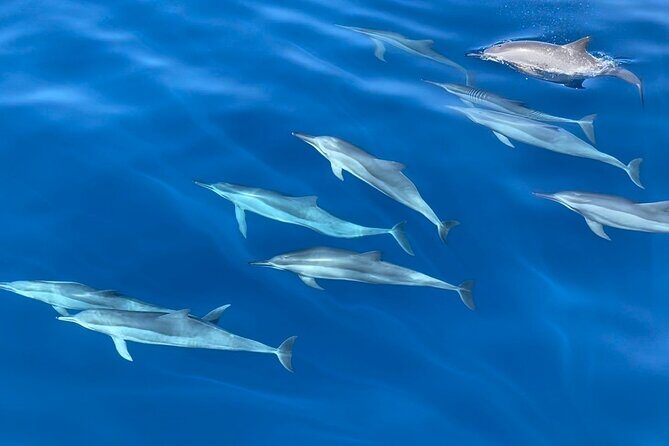 Whale Watching Mirissa in Sri Lanka with Pickup and Breakfast - Final Thoughts